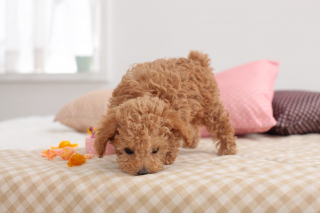 Illustration de l'article : 10 choses que les chiens peuvent flairer et que l'odorat humain ne peut percevoir