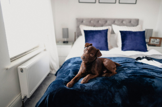 Illustration de l'article : 10 choses que les chiens peuvent flairer et que l'odorat humain ne peut percevoir