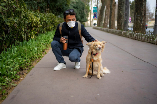 Illustration de l'article : 10 choses que les chiens peuvent flairer et que l'odorat humain ne peut percevoir