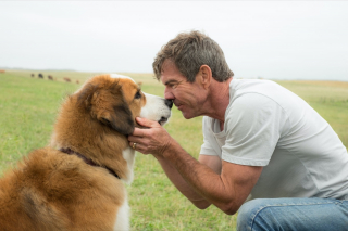 Illustration de l'article : 10 films de chiens dont le récit est bouleversant