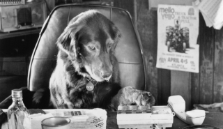 Illustration de l'article : 10 films de chiens dont le récit est bouleversant