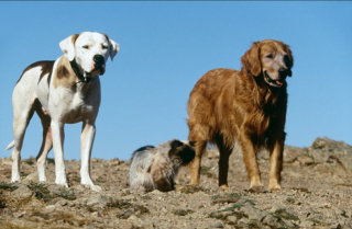 Illustration de l'article : 10 films de chiens dont le récit est bouleversant