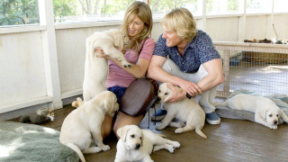 Illustration de l'article : 10 films de chiens dont le récit est bouleversant