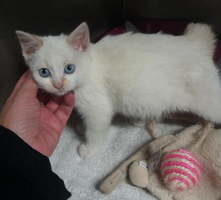 Illustration de l'article : Des garagistes volent au secours d’un chaton coincé sous le capot d’une voiture