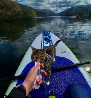 Illustration de l'article : A la rencontre de Bongo, chat vadrouilleur qui enchaîne randonnées et virées en kayak