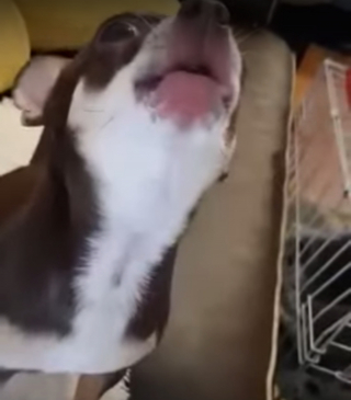 Illustration de l'article : Voici Ozzy, Chihuahua "chanteur" qui accompagne joyeusement les musiques de films