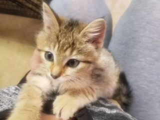 Illustration de l'article : Ce chaton terrifié et caché dans un trou trouve le courage d'aller vers la personne venue l'aider