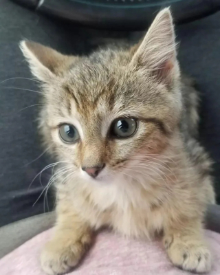 Illustration de l'article : Ce chaton terrifié et caché dans un trou trouve le courage d'aller vers la personne venue l'aider