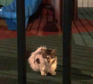 Illustration de l'article : Une chatte maigre et très méfiante surprend ses bienfaiteurs avec sa grossesse