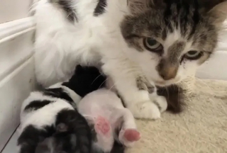 Illustration de l'article : Une chatte maigre et très méfiante surprend ses bienfaiteurs avec sa grossesse