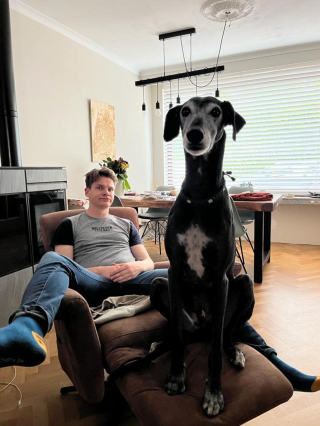 Illustration de l'article : 20 photos pour mieux connaître le Lévrier Espagnol, chien aussi doux que véloce