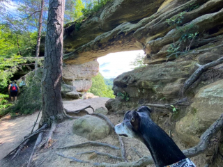 Illustration de l'article : 20 photos pour mieux connaître le Lévrier Espagnol, chien aussi doux que véloce