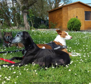 Illustration de l'article : 20 photos pour mieux connaître le Lévrier Espagnol, chien aussi doux que véloce