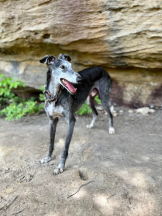 Illustration de l'article : 20 photos pour mieux connaître le Lévrier Espagnol, chien aussi doux que véloce