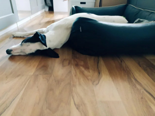 Illustration de l'article : 20 photos pour mieux connaître le Lévrier Espagnol, chien aussi doux que véloce