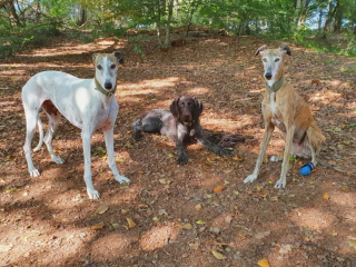 Illustration de l'article : 20 photos pour mieux connaître le Lévrier Espagnol, chien aussi doux que véloce