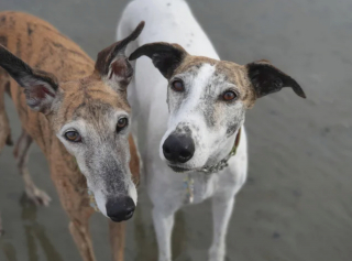 Illustration de l'article : 20 photos pour mieux connaître le Lévrier Espagnol, chien aussi doux que véloce