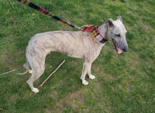 Illustration de l'article : 20 photos pour mieux connaître le Lévrier Espagnol, chien aussi doux que véloce