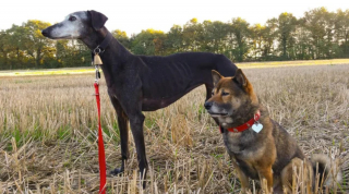 Illustration de l'article : 20 photos pour mieux connaître le Lévrier Espagnol, chien aussi doux que véloce