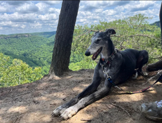 Illustration de l'article : 20 photos pour mieux connaître le Lévrier Espagnol, chien aussi doux que véloce