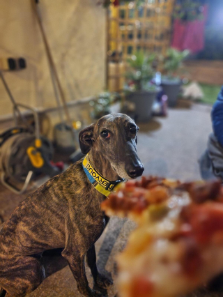 Illustration de l'article : 20 photos pour mieux connaître le Lévrier Espagnol, chien aussi doux que véloce