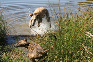 Illustration de l'article : 20 photos pour mieux connaître le Lévrier Espagnol, chien aussi doux que véloce