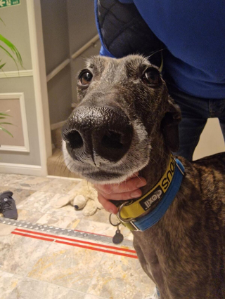 Illustration de l'article : 20 photos pour mieux connaître le Lévrier Espagnol, chien aussi doux que véloce