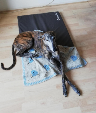 Illustration de l'article : 20 photos pour mieux connaître le Lévrier Espagnol, chien aussi doux que véloce