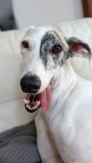 Illustration de l'article : 20 photos pour mieux connaître le Lévrier Espagnol, chien aussi doux que véloce