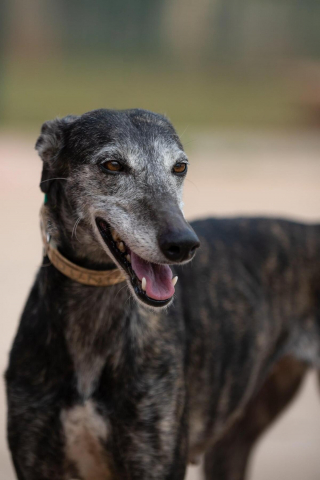 Illustration de l'article : 20 photos pour mieux connaître le Lévrier Espagnol, chien aussi doux que véloce