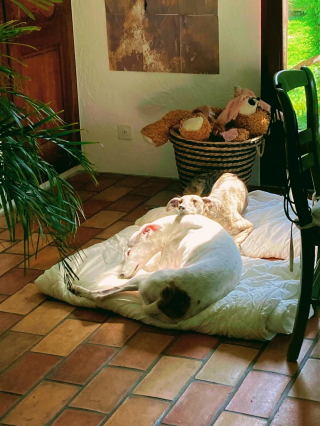 Illustration de l'article : 20 photos pour mieux connaître le Lévrier Espagnol, chien aussi doux que véloce