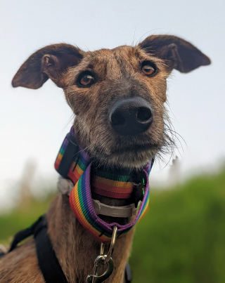 Illustration de l'article : 20 photos pour mieux connaître le Lévrier Espagnol, chien aussi doux que véloce