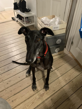 Illustration de l'article : 20 photos pour mieux connaître le Lévrier Espagnol, chien aussi doux que véloce