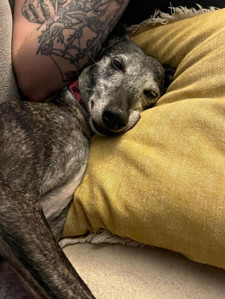 Illustration de l'article : 20 photos pour mieux connaître le Lévrier Espagnol, chien aussi doux que véloce