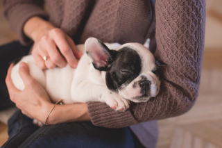 Illustration de l'article : 10 bienfaits liés au fait de vivre avec un chien