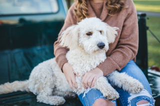 Illustration de l'article : 10 bienfaits liés au fait de vivre avec un chien