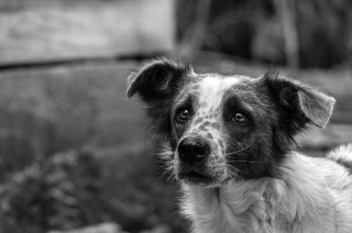 Illustration de l'article : 10 bienfaits liés au fait de vivre avec un chien