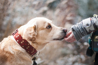 Illustration de l'article : 10 bienfaits liés au fait de vivre avec un chien