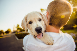Illustration de l'article : 10 bienfaits liés au fait de vivre avec un chien