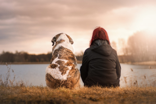 Illustration de l'article : 10 bienfaits liés au fait de vivre avec un chien