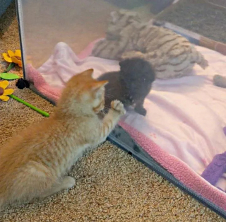 Illustration de l'article : Un chaton découvert seul sous la pluie trouve l'aide qu'il espérait et se met au service de ses semblables