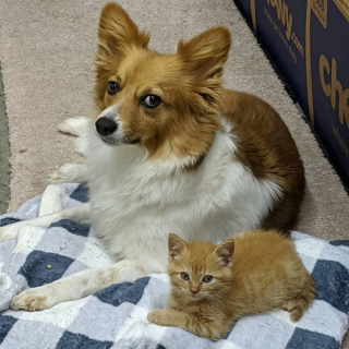 Illustration de l'article : Un chaton découvert seul sous la pluie trouve l'aide qu'il espérait et se met au service de ses semblables