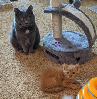 Illustration de l'article : Un chaton découvert seul sous la pluie trouve l'aide qu'il espérait et se met au service de ses semblables