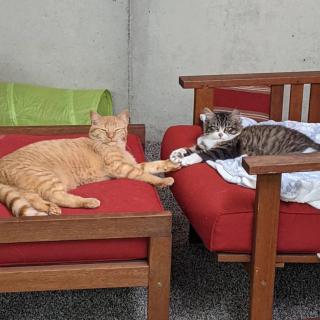 Illustration de l'article : Un chaton découvert seul sous la pluie trouve l'aide qu'il espérait et se met au service de ses semblables