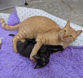 Illustration de l'article : Un chaton découvert seul sous la pluie trouve l'aide qu'il espérait et se met au service de ses semblables