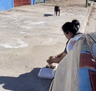 Illustration de l'article : Une chienne enceinte et affamée se décide à faire confiance à un couple tentant de l'aider