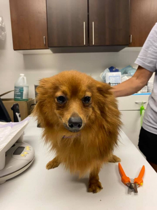 Illustration de l'article : Une cinquantaine d’animaux de compagnie abandonnés : les sauveteurs pointent encore du doigt les retombées de la pandémie