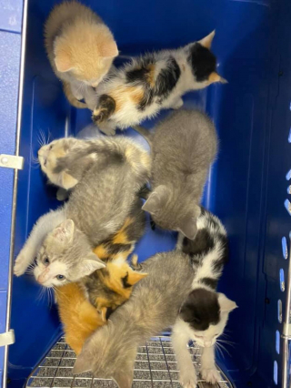 Illustration de l'article : Une cinquantaine d’animaux de compagnie abandonnés : les sauveteurs pointent encore du doigt les retombées de la pandémie