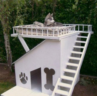 Illustration de l'article : 20 id&eacute;es d'am&eacute;nagements ext&eacute;rieurs pour rendre le quotidien de nos animaux encore plus agr&eacute;able