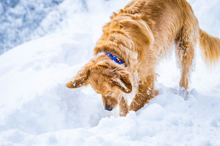 Illustration de l'article : 8 activités hivernales qui raviront votre chien tout en entretenant sa forme